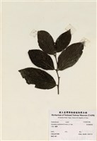 藏品(香港饅頭果)的圖片